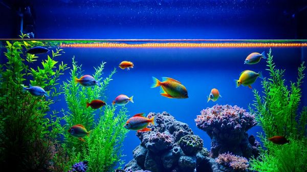 Top astuces incontournables pour réussir en aquariophilie